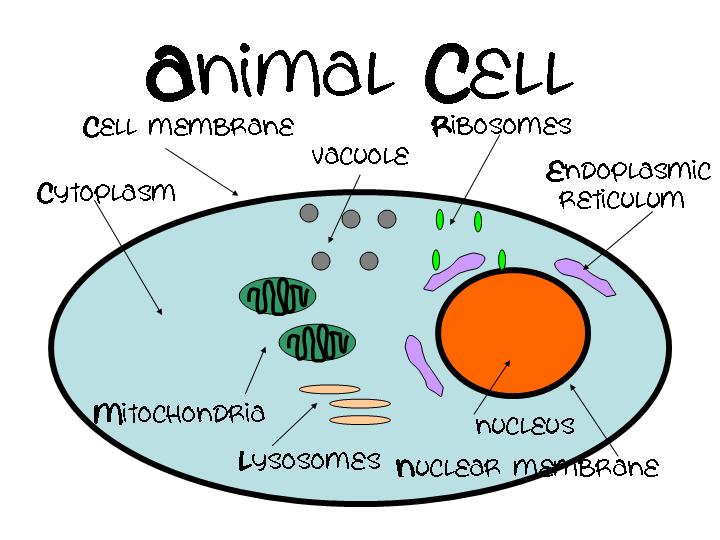 animal_cell.jpg