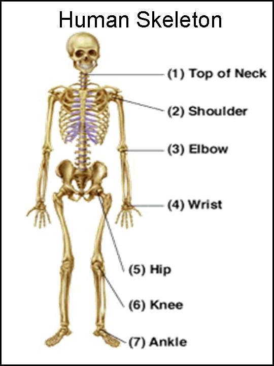 human_skeleton.jpg