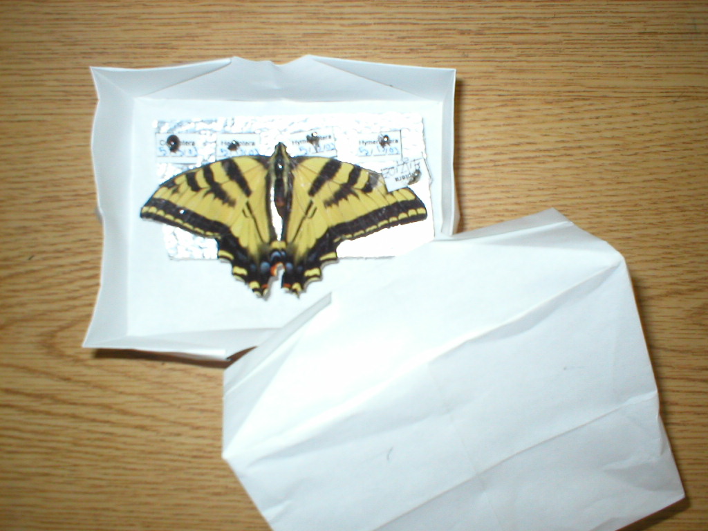 insect_collection_2.jpg