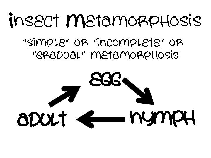 simple.jpg